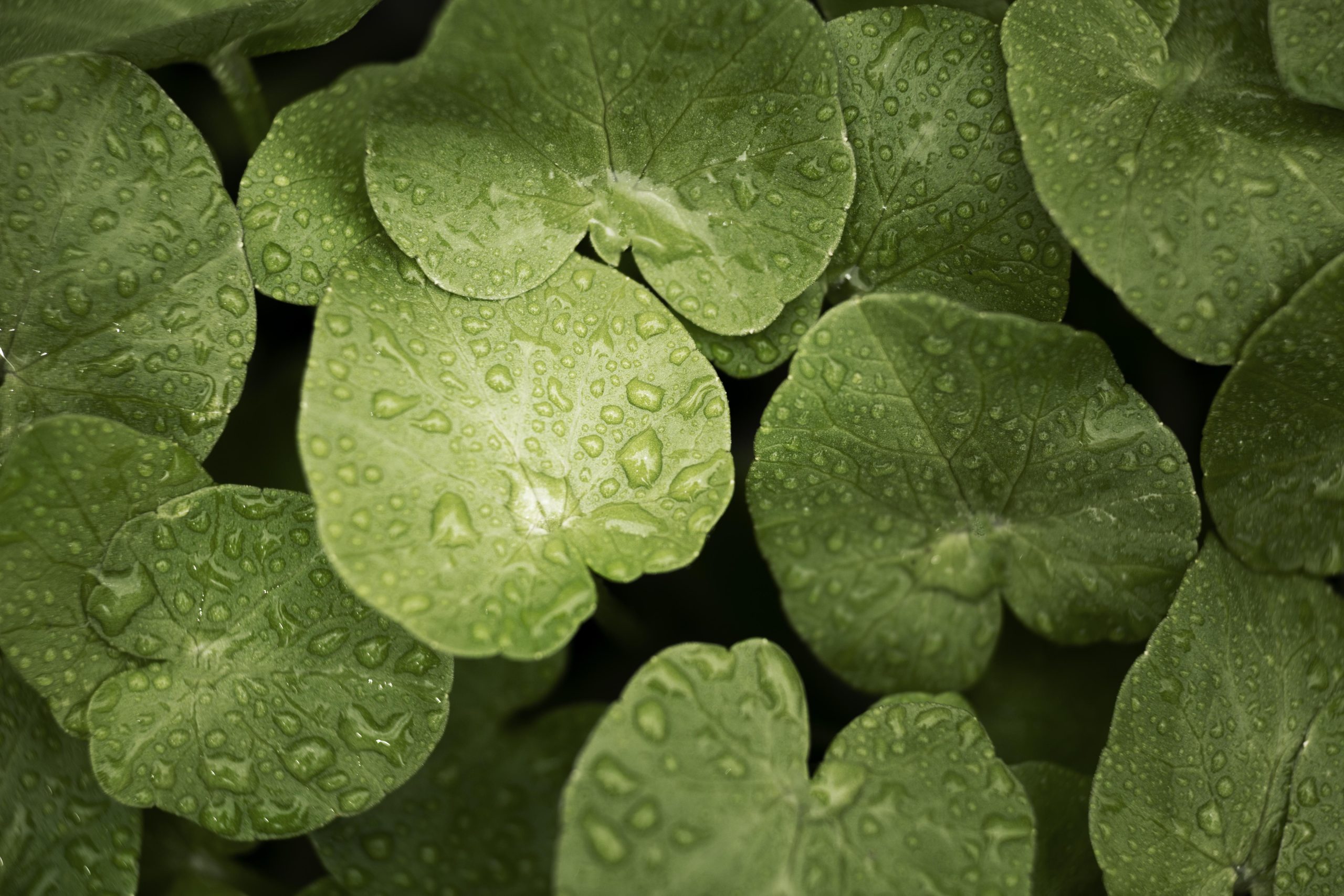 Centella asiática